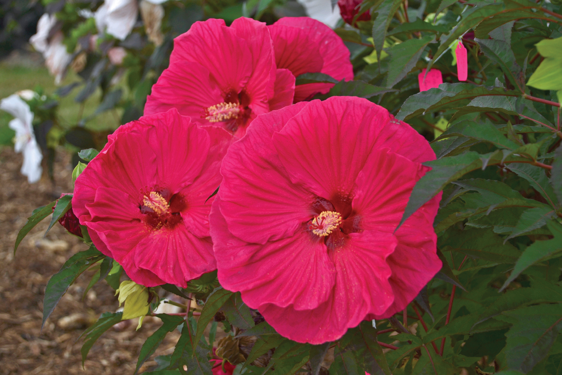 hibiscus-summer-in-paradise-50